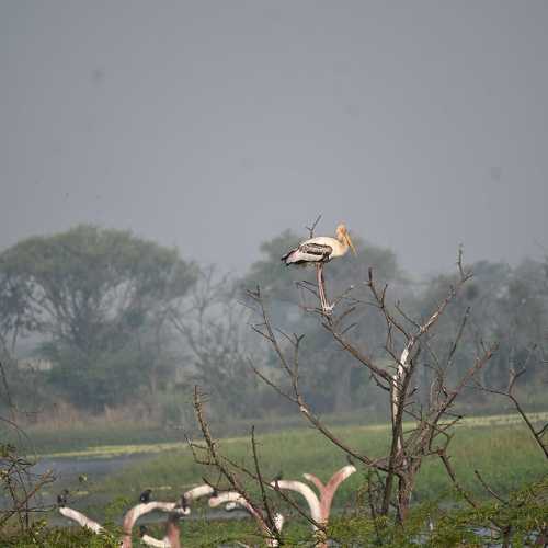 Photo #11747689