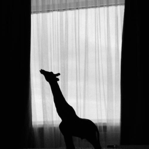 Photo #11748304