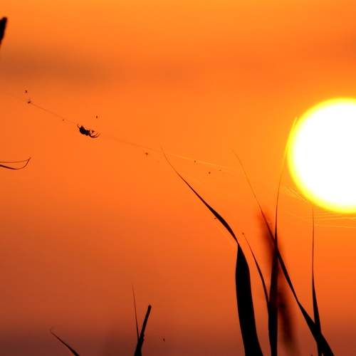 Photo #11749325