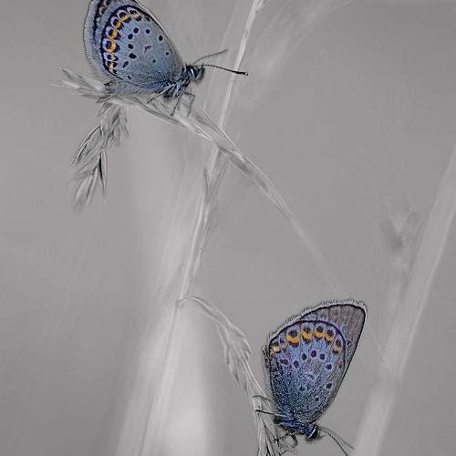 Photo #11749757