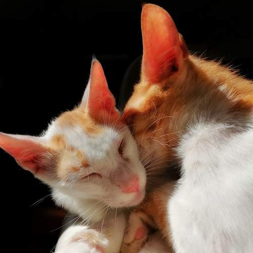 Photo #11749908
