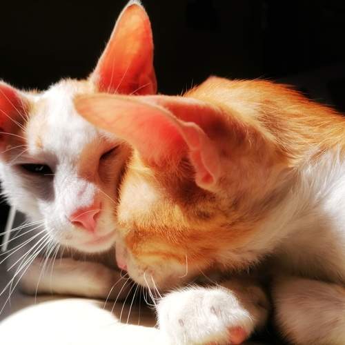 Photo #11749914