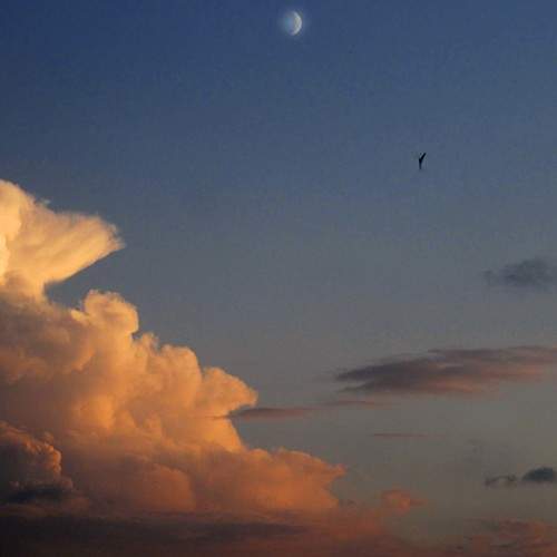 Photo #1175086