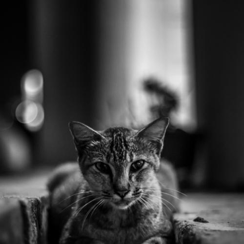Model Cat