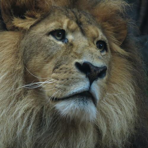 Confident King