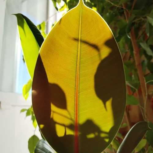 Photo #11750246