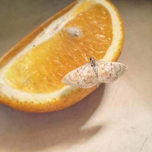 Photo #11751846