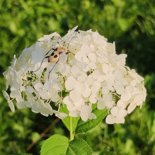 Photo #11752516