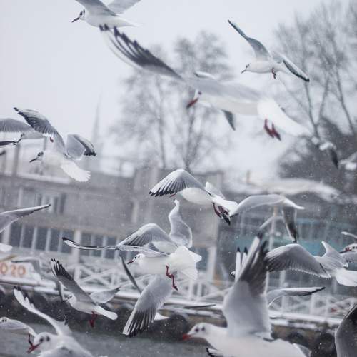 Photo #11752772