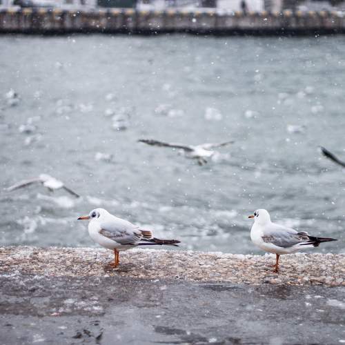 Photo #11752773