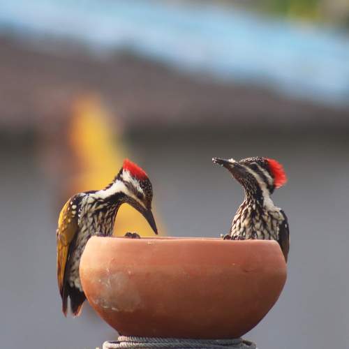Photo #11752946