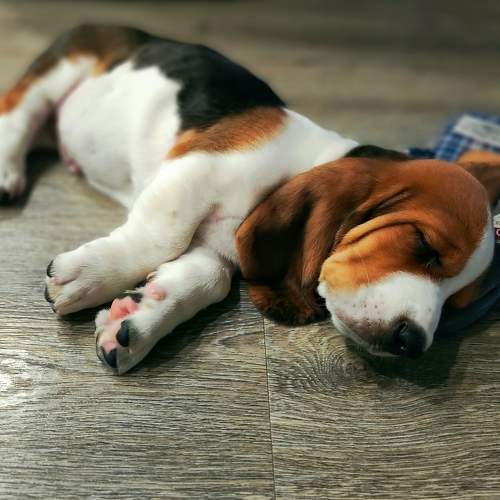 Photo #11753270