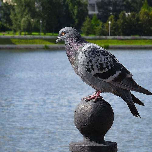 Photo #11753348