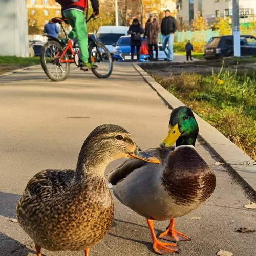Photo #11753540