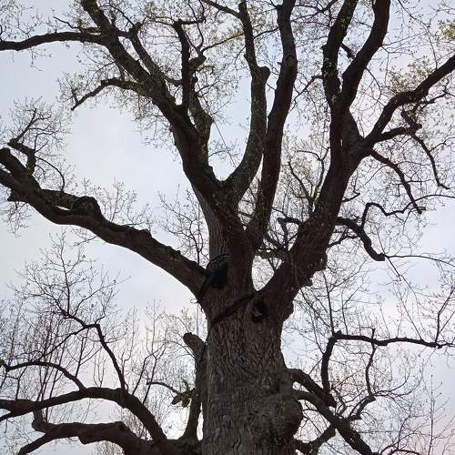 Photo #11753840