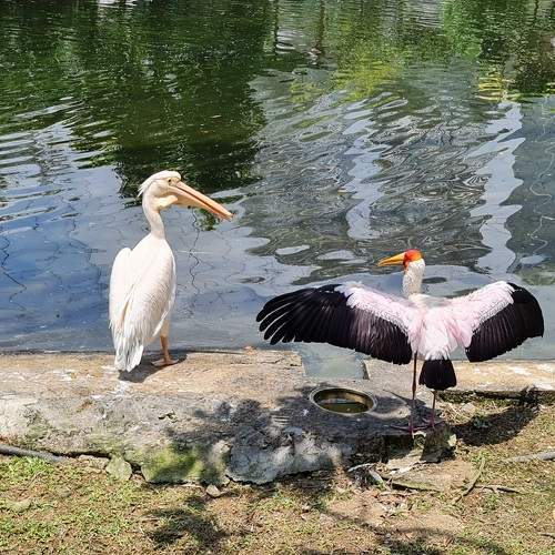 Photo #11753884