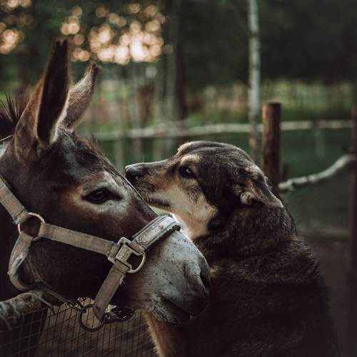 Photo #11754348