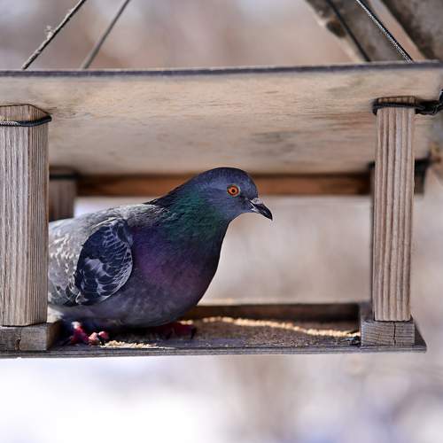 Photo #11754542