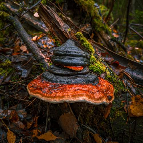 Photo #11755231