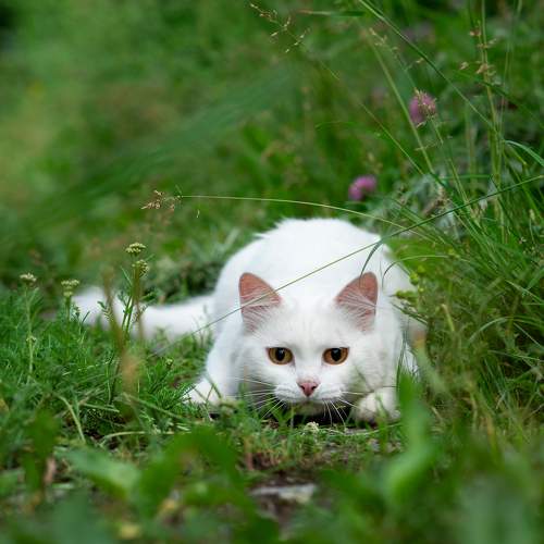 Photo #11756372
