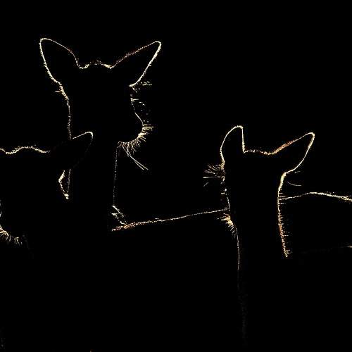 Photo #11756378