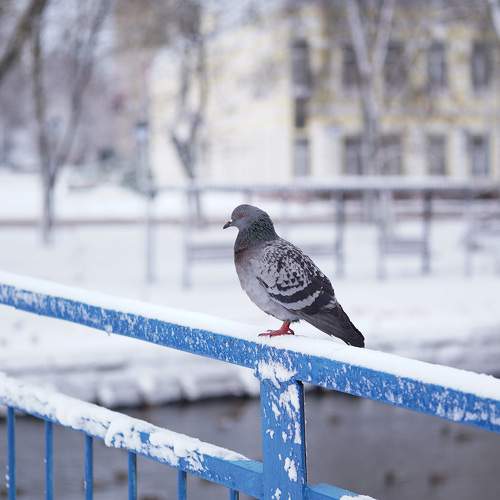 Photo #11756618