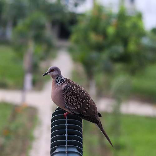 Photo #11756731