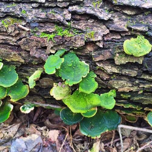 Photo #11757389