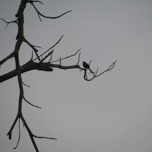 Photo #11757533