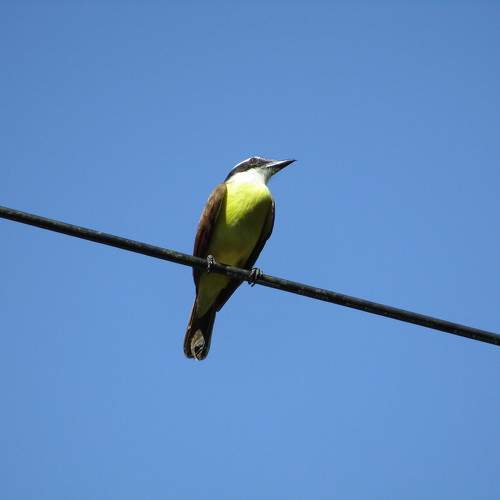 Photo #11758327