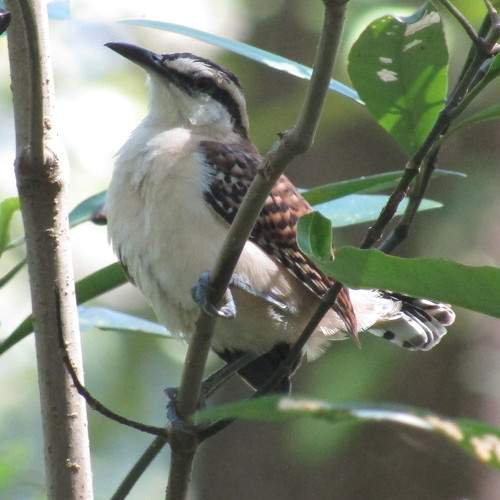 Photo #11758343