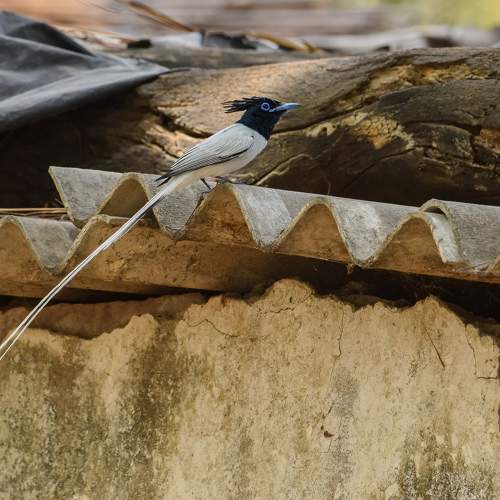 Фотография #11758547