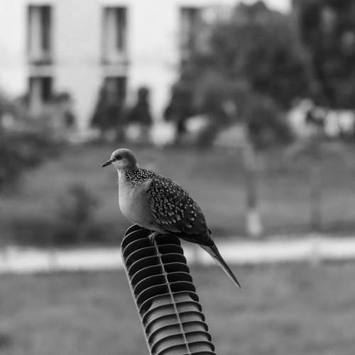 Photo #11758593