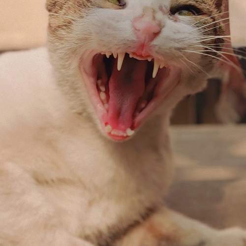Photo #11759550