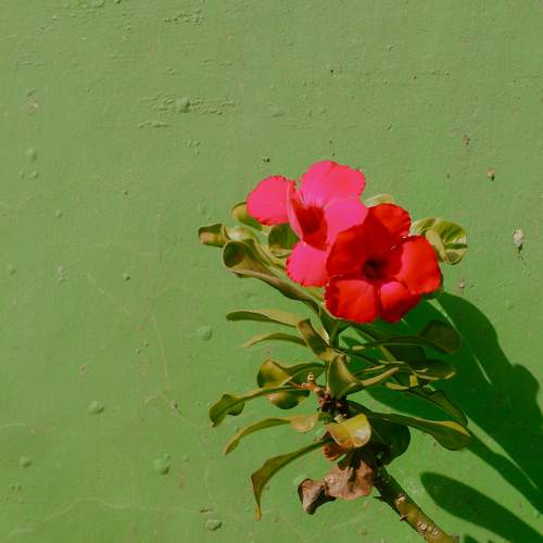 Red an Green