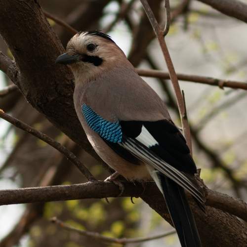 Photo #11760447