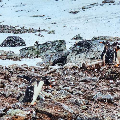 Demoy Point: Snowy Penguin Paradise