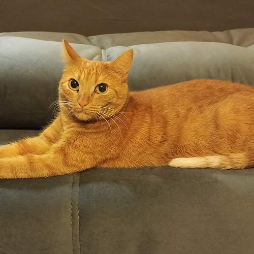 Photo #11761521