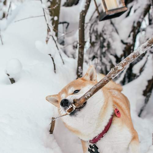 Photo #11761858