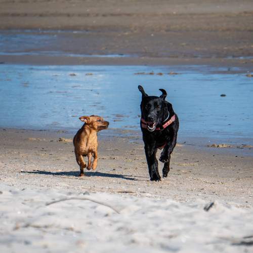 Photo #11762464