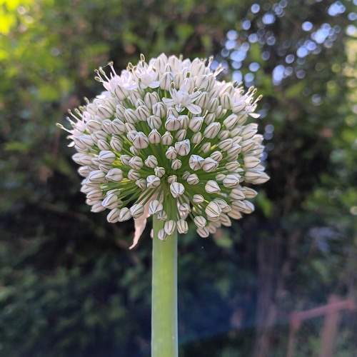 Photo #11762660