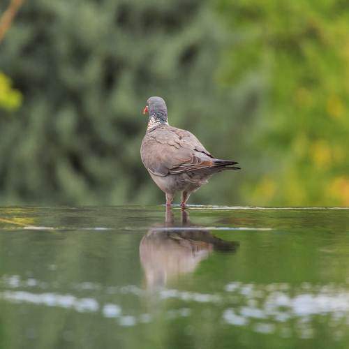 Photo #11762755