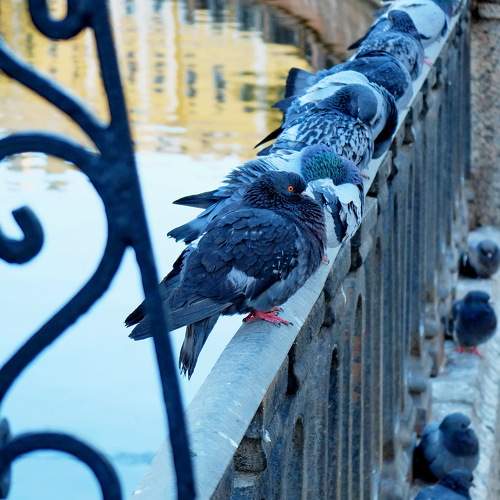 Photo #11763915