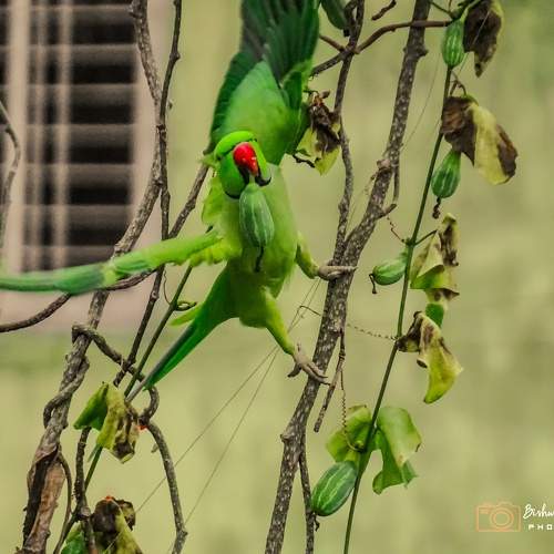 Photo #11764138