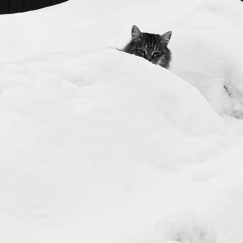 Photo #11764907