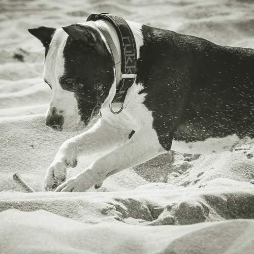 Photo #11765141