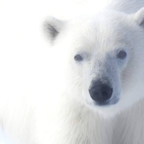 Photo #11765545