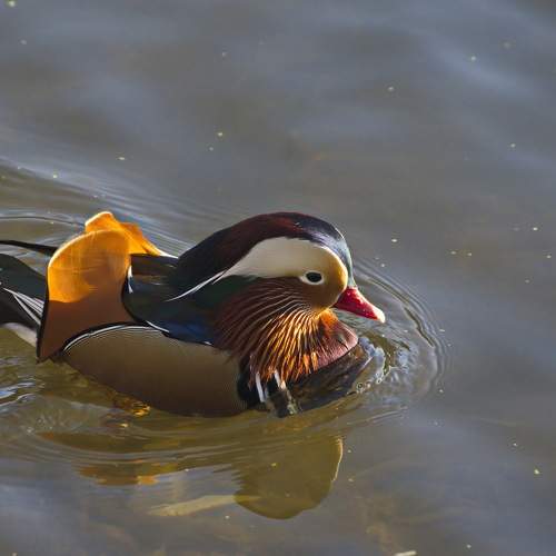 Photo #11766416