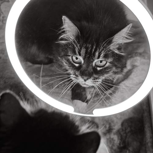 Photo #11767569