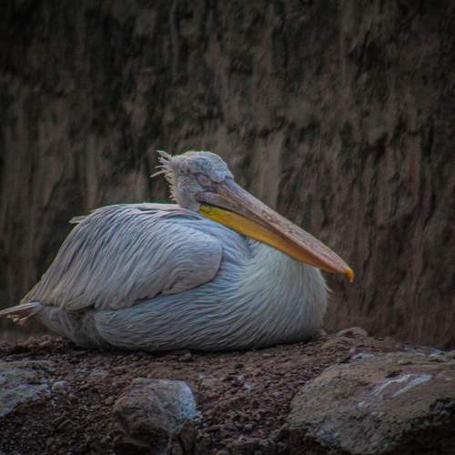 Photo #11767866